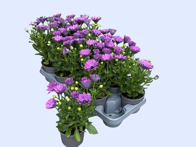 <h4>OSTEO FP LAVENDER P</h4>