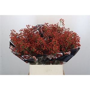 Rosa Aut Rosefruits 90cm
