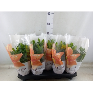 Lilium asia.   ...mix