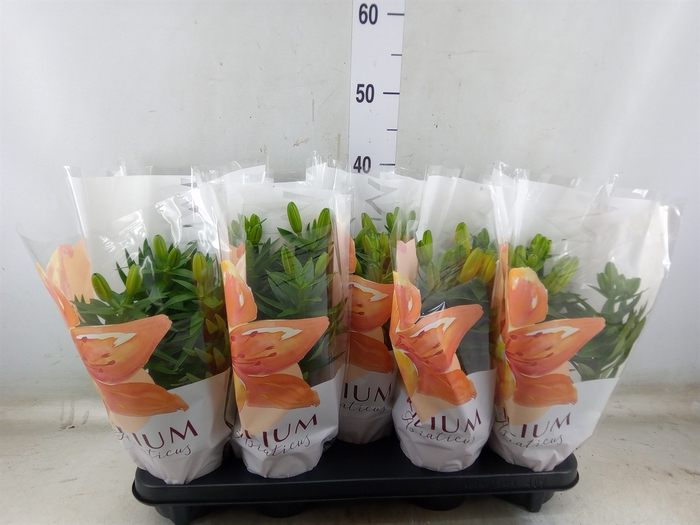 <h4>Lilium asia.   ...mix</h4>
