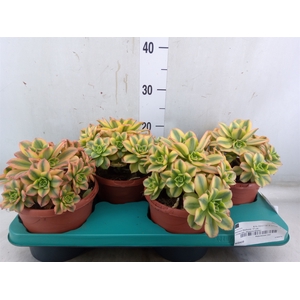 Aeonium   ...