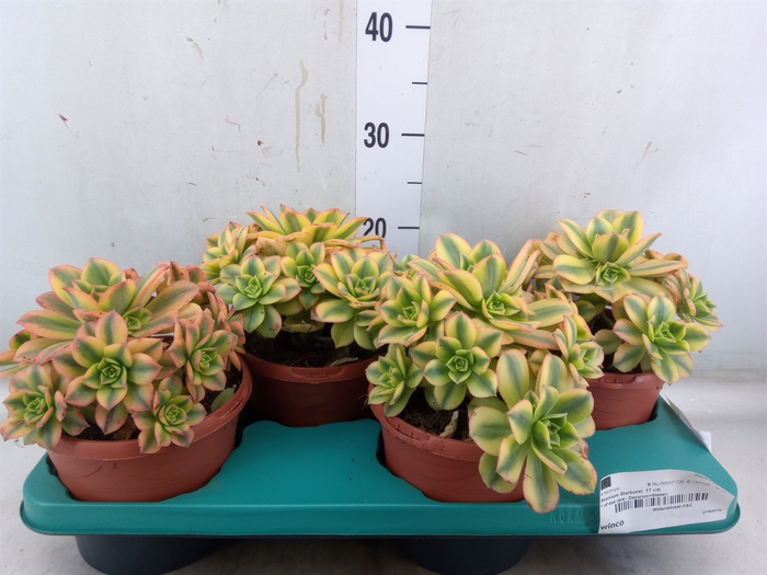 <h4>Aeonium   ...</h4>