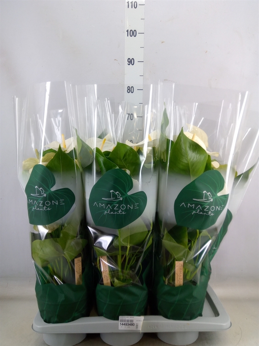 <h4>Anthurium andr. 'Samora'</h4>
