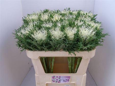 Brass Crane Fea Snow