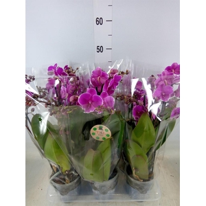 Phalaenopsis   ...lilac