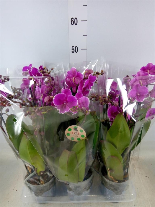<h4>Phalaenopsis   ...lilac</h4>
