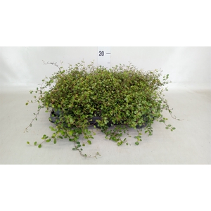 Muehlenbeckia com. 'Mao'ri'