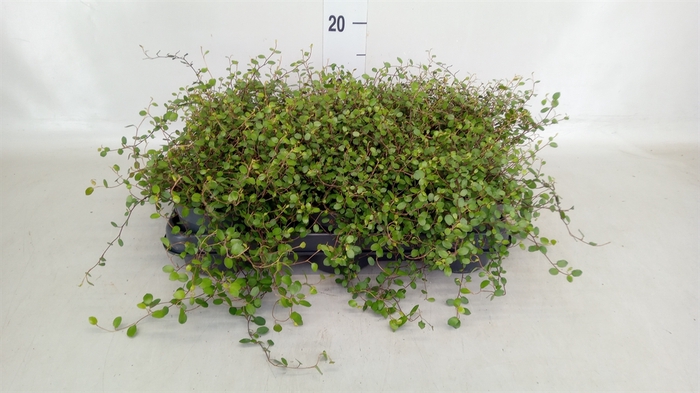 <h4>Muehlenbeckia com. 'Mao'ri'</h4>