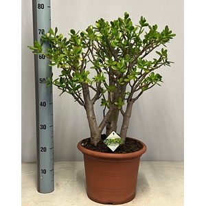 CRASS OVATA
