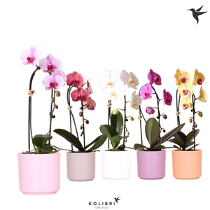 Kolibri Orchids Cascade Niagara Fall mix 1 spike in Simplicity pot mix