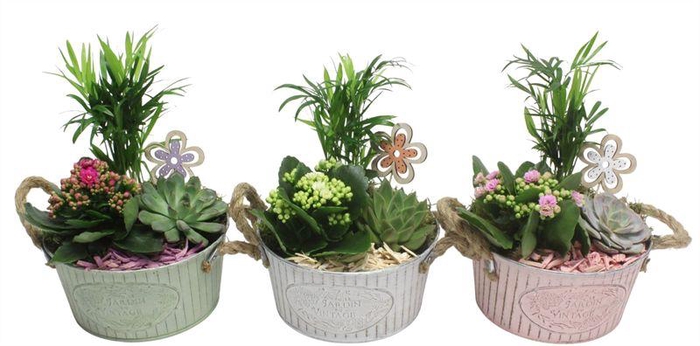 <h4>4874 ZINK MINT CHAM</h4>