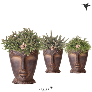 Kolibri Greens Rhipsalis mix in Totem Mask pot