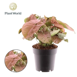 Syngonium 'Red Heart'