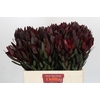 Leucadendron Saf Sunset Dark R.