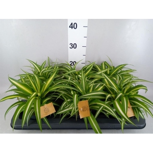 Chlorophytum com. 'Variegatum'