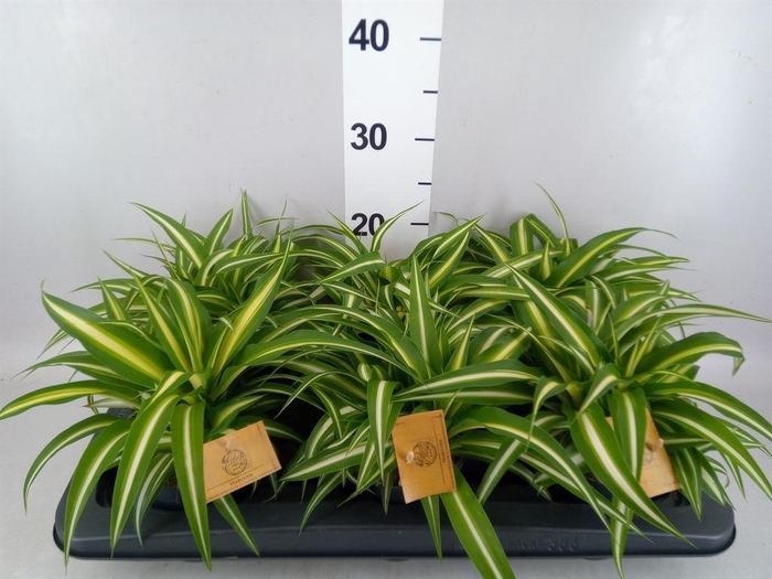 <h4>Chlorophytum com. 'Variegatum'</h4>
