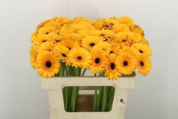 <h4>Ge. Mi Tweety</h4>