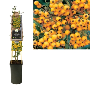 Pyracantha 'Soleil d'Or' +3.0 label