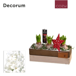 Hyacint Wooden Box HL11626WP [COZY]