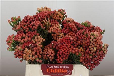 <h4>Kaaps Brunia La Red</h4>