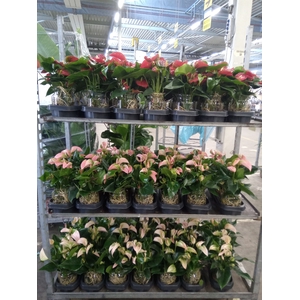 Anthurium   ...mix