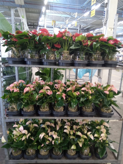 <h4>Anthurium   ...mix</h4>