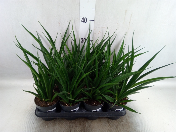 <h4>Sansevieria kirkii 'Friends'</h4>