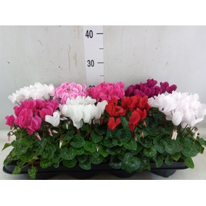 Cyclamen MD 'Macro'