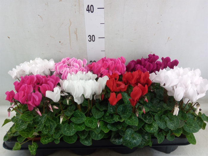 <h4>Cyclamen MD 'Macro'</h4>