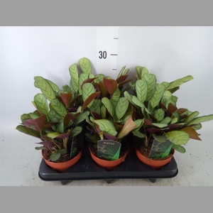 Ctenanthe burle-marxii 'Amagris'