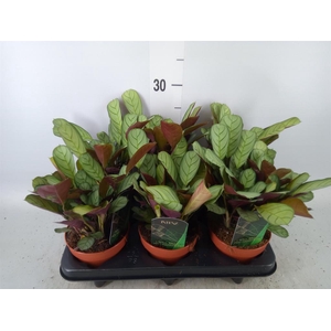 Ctenanthe burle-marxii 'Amagris'