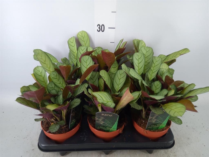 Ctenanthe burle-marxii 'Amagris'