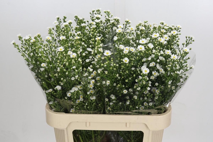 <h4>Aster Paquita</h4>