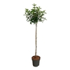 arr8 Hydr Pa Vanill-frais