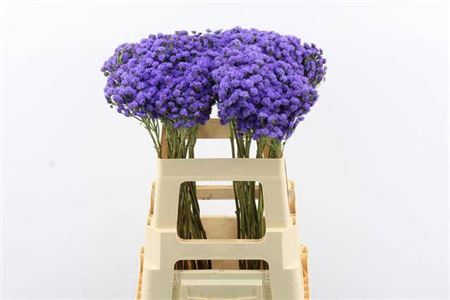 <h4>Ager H Jj Violet Blu</h4>
