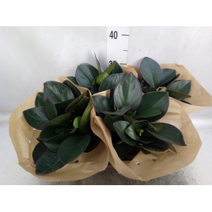 Peperomia clusiifolia 'Red Margin'