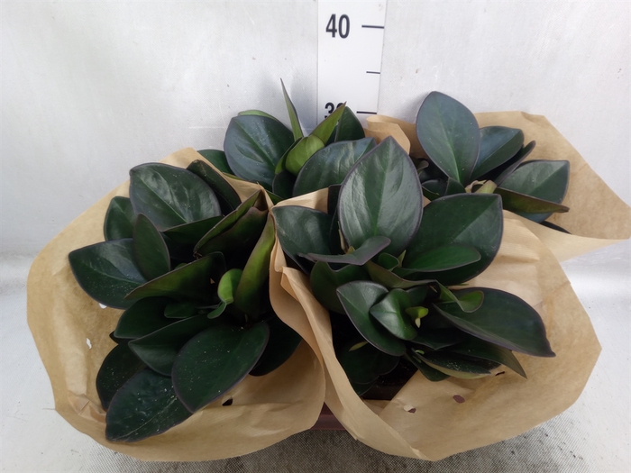 <h4>Peperomia clusiifolia 'Red Margin'</h4>