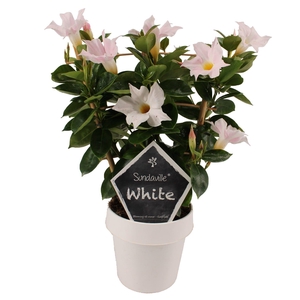 Mandevilla Sundaville White op rek (Dipladenia)