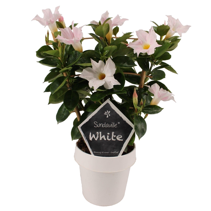 <h4>Mandevilla Sundaville White op rek (Dipladenia)</h4>