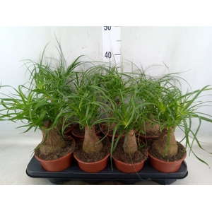 Beaucarnea recurvata