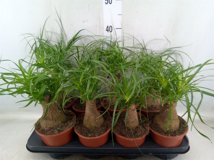 <h4>Beaucarnea recurvata</h4>
