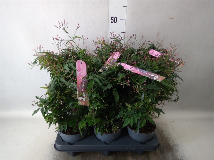 <h4>Jasminum polyanthum   ...rose</h4>