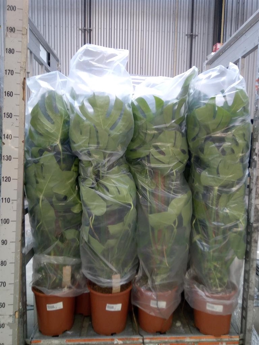 <h4>Monstera delic.</h4>