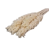 Bunch Sorghum Slv 6 Pcs L70