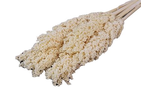 Bunch Sorghum Slv 6 Pcs L70