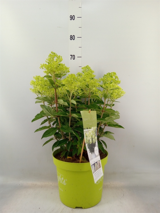 <h4>Hydrangea pan.</h4>