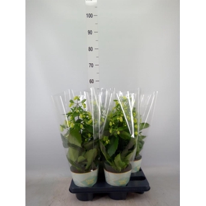 Kalanchoe  'Magic Bell'