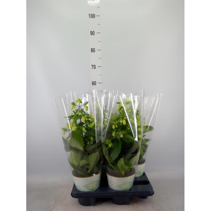 <h4>Kalanchoe 'Magic Bell'</h4>