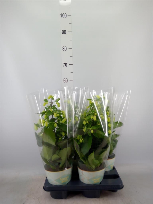 Kalanchoe  'Magic Bell'
