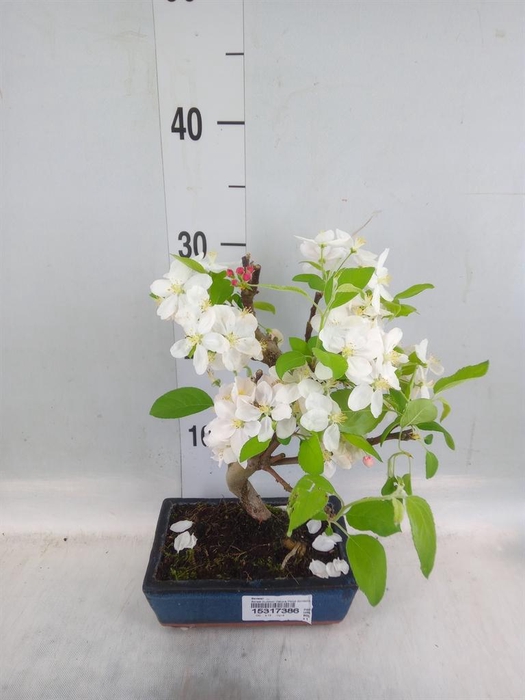 <h4>Bonsai   ...</h4>